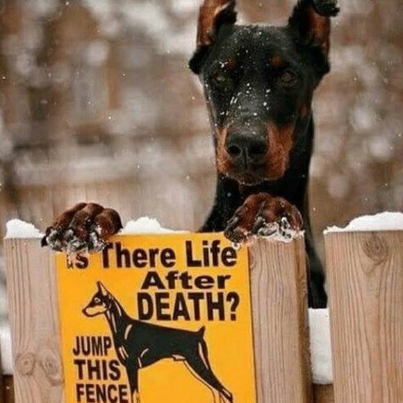 Meet your Posher, Michael - Picture 1 of 1